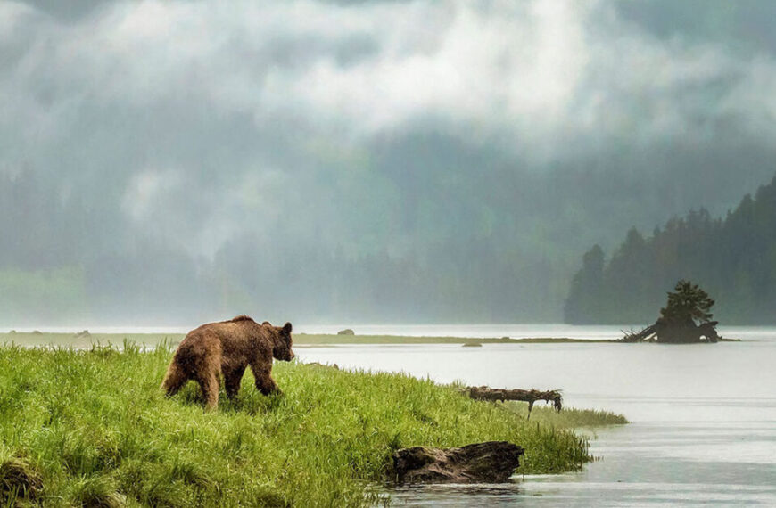 new research reveals spatial alignment between grizzly bear genetic groups and indigenous language families in coastal british columbia