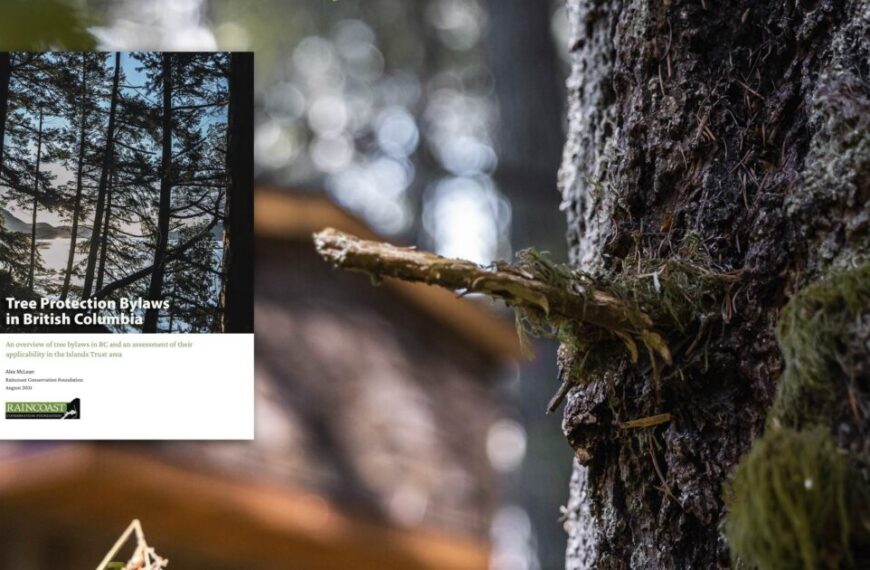 An image of a tree house with a tree in the background.
