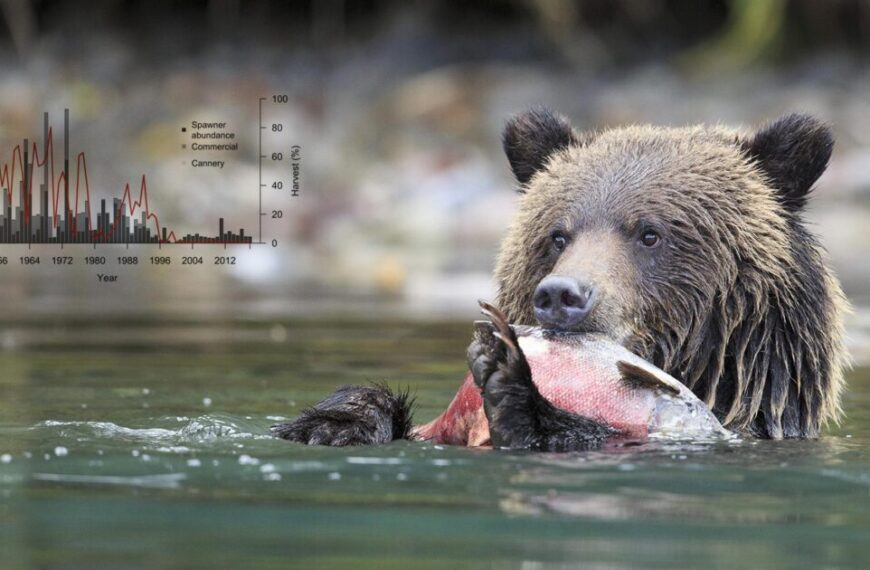 A grizzly bear is eating a fish in the water.