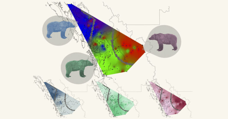 Spatial alignment between grizzly bear genetic groups and Indigenous language families in coastal BC