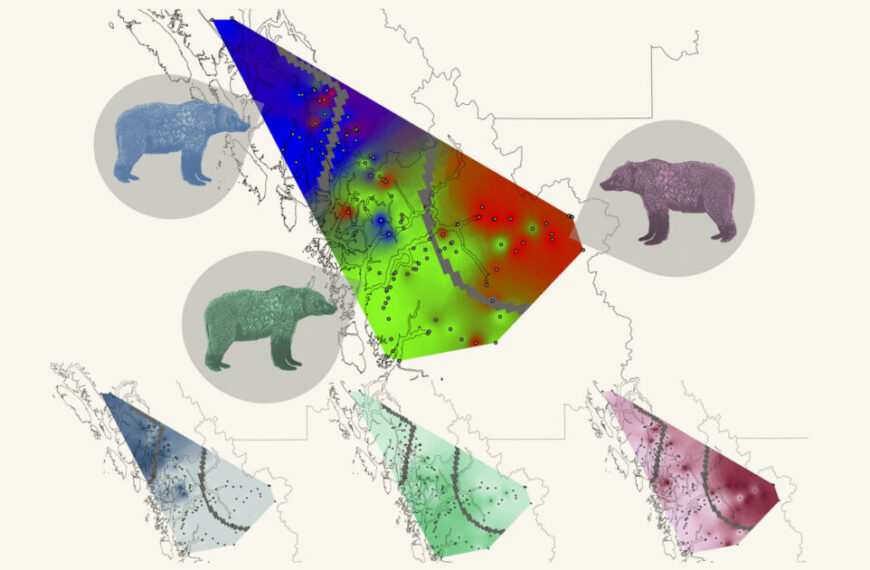 spatial alignment between grizzly bear genetic groups and indigenous language families in coastal bc