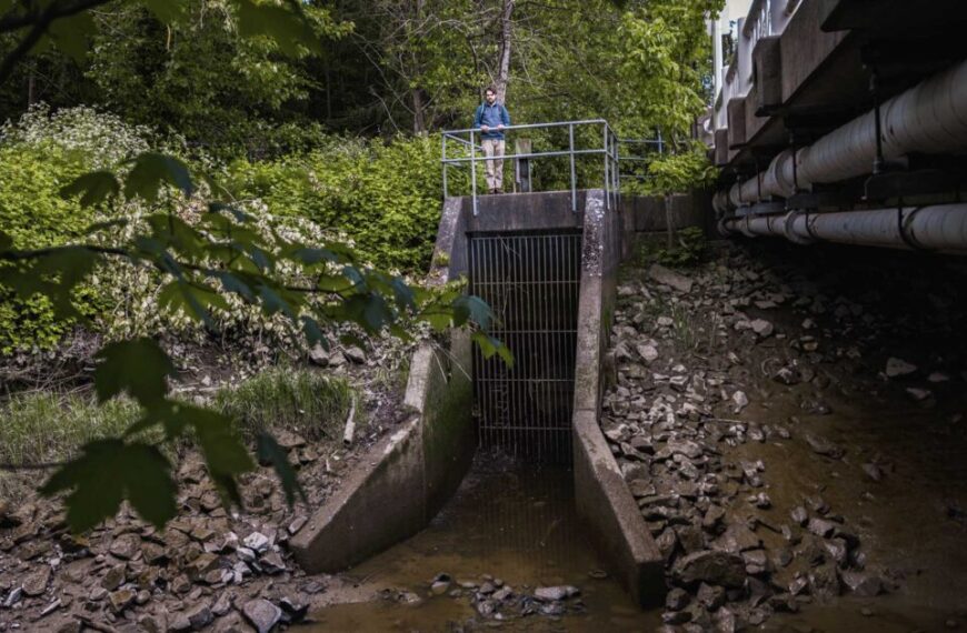 up to 85 percent of historical salmon habitat lost in lower fraser region