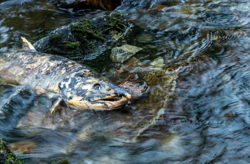 A dead fish is floating in a river.