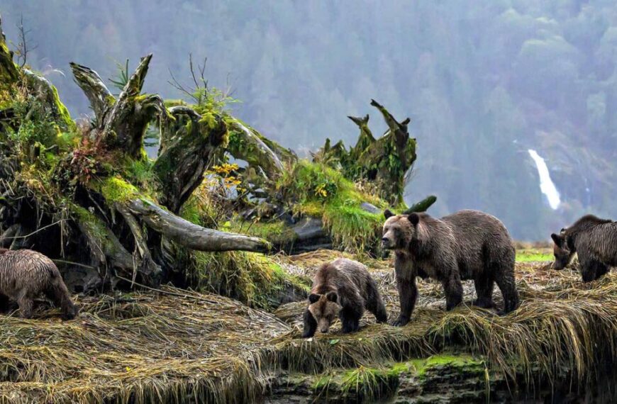 A group of grizzly bears in a grassy area near a waterfall.