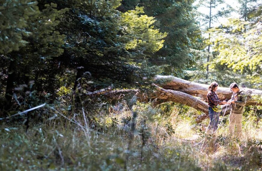 Two people standing in the woods near a fallen tree.