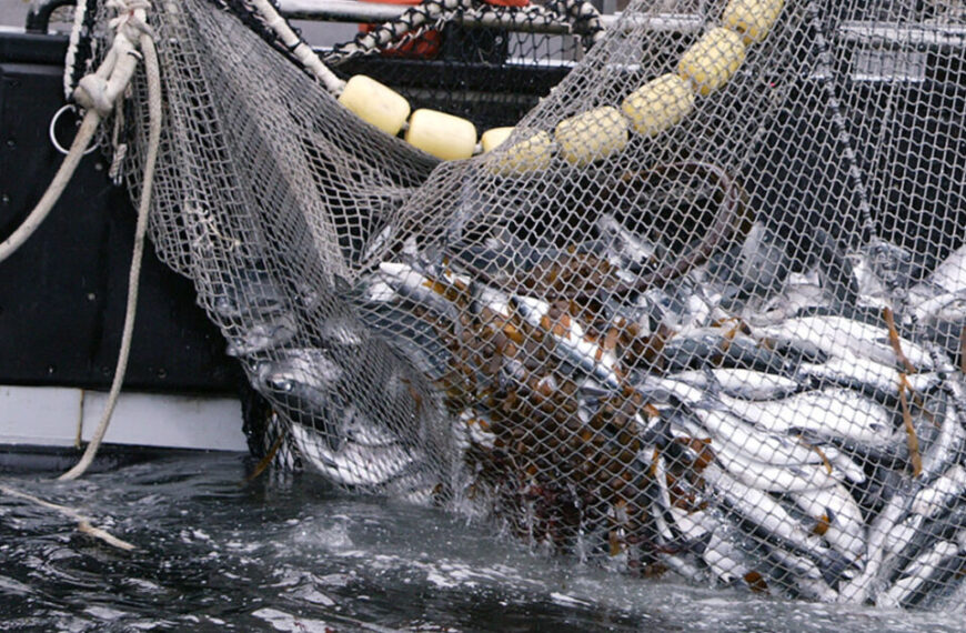 A boat with a net full of fish.