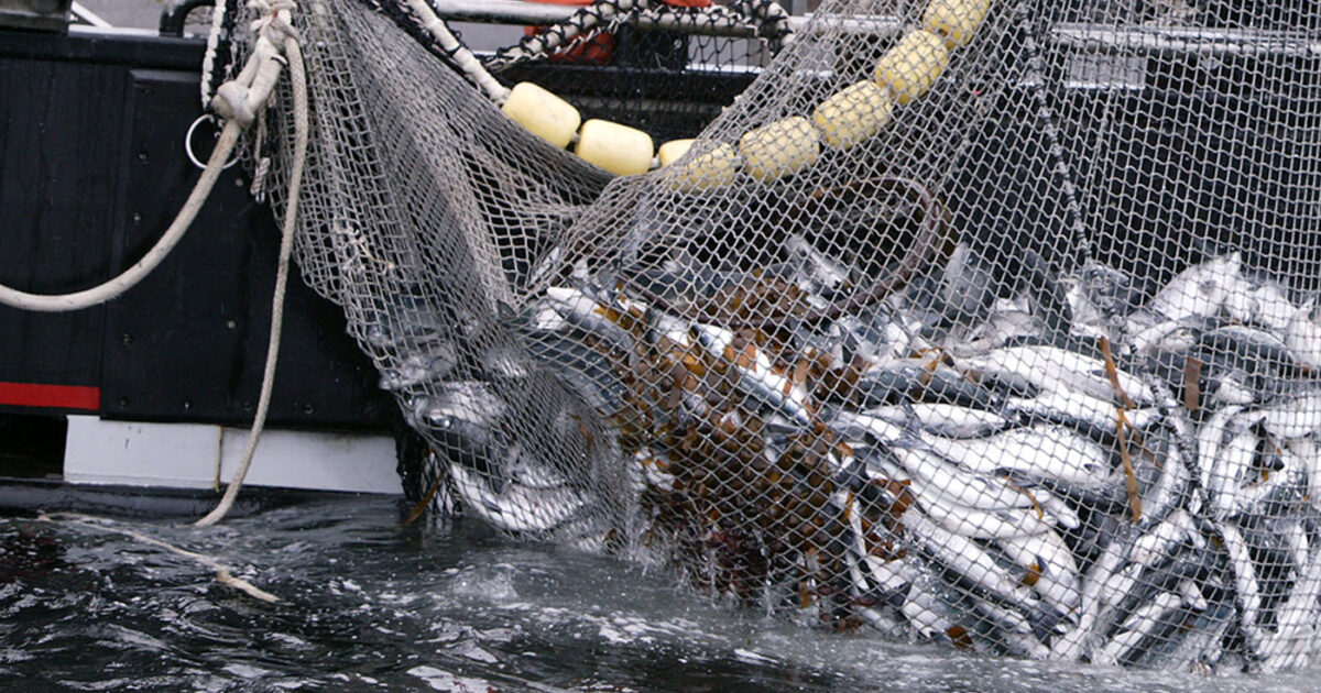A boat with a net full of fish.
