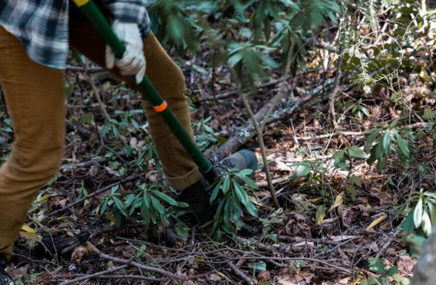 A person with a shovel in the woods.