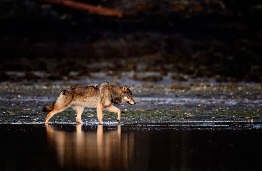 A wolf walking in the water at night.