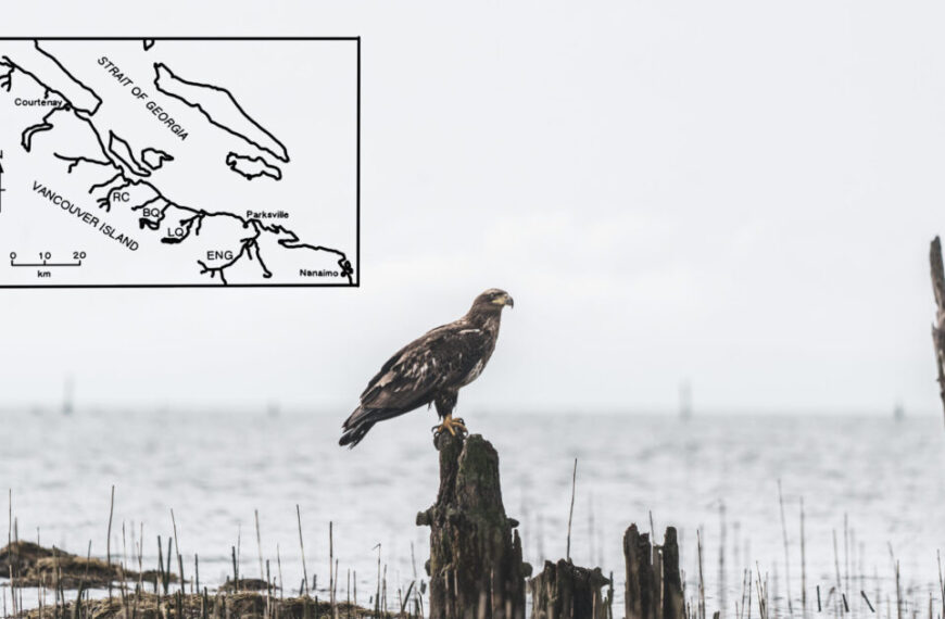 A bald eagle sits on a stump in the water near a map.