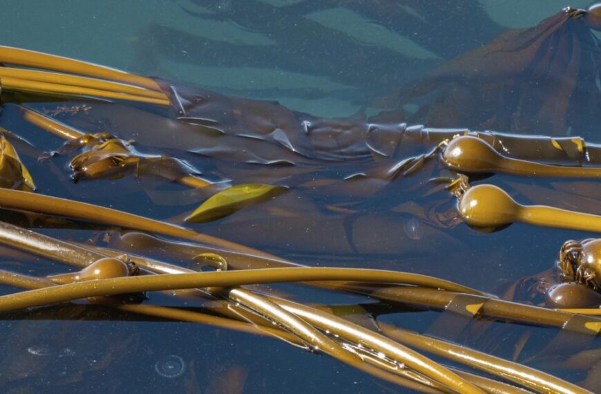 A close up of a kelp plant in the water.