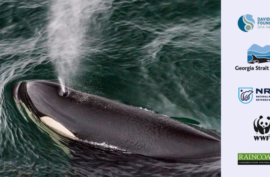 Orca whales in alaska.