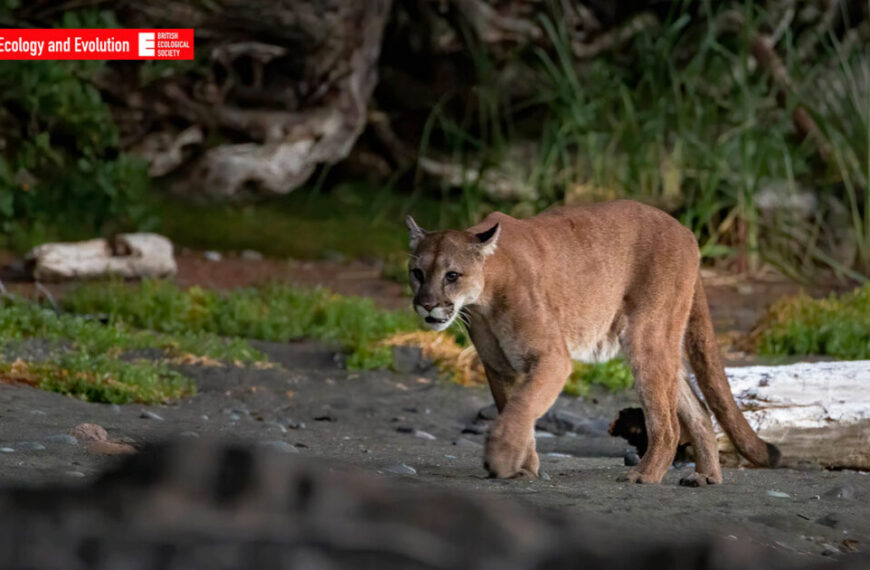 A cougar walking on the beach near a body of water.