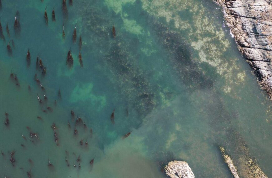 An aerial view of a group of seals in the water.