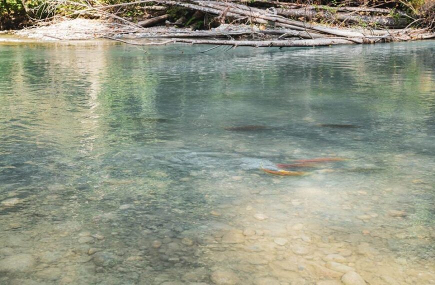 A river with a lot of fish swimming in it.