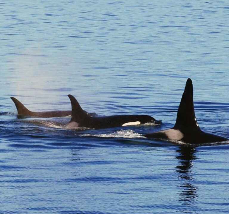 The impact of vessel traffic on whales’ critical life functions