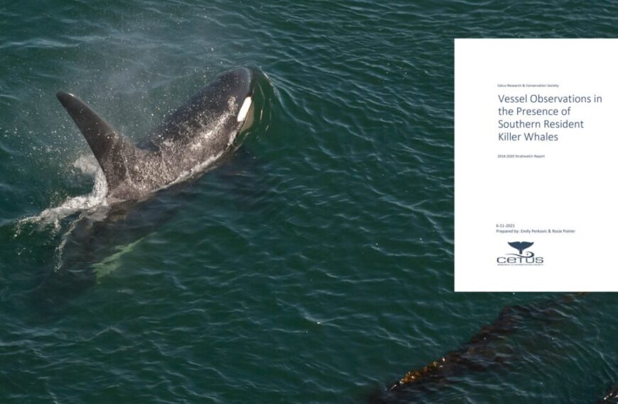 An orca whale is swimming in the ocean.