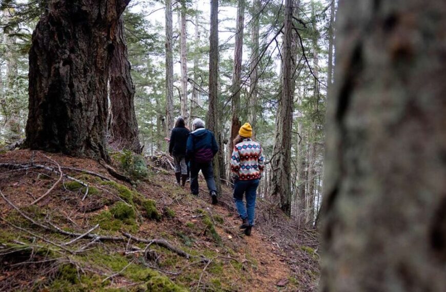 A group of people hiking through a forest.
