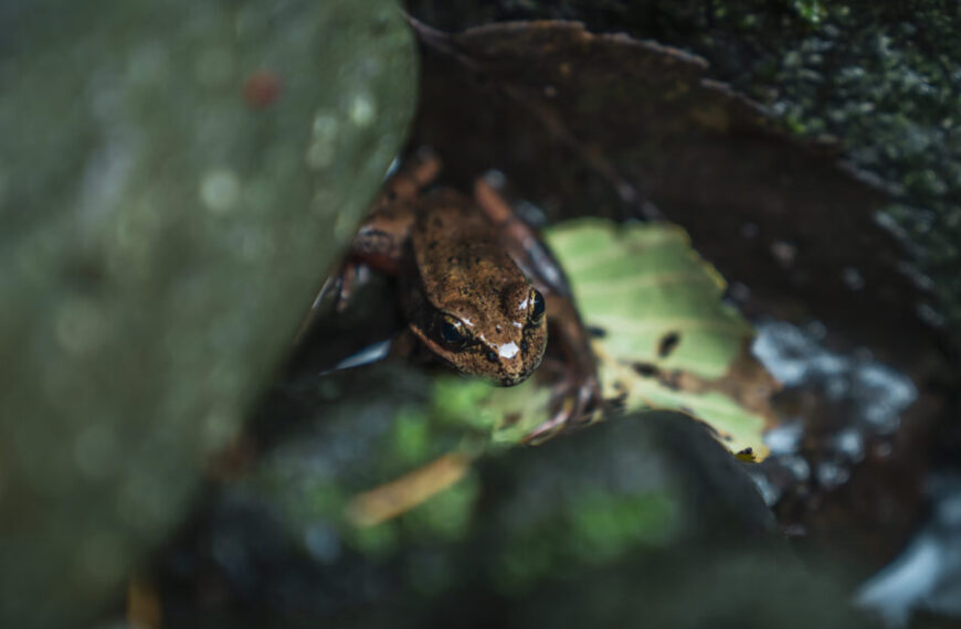 A small frog is sitting on a rock in the water.