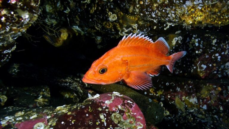 New Research Supports Protection for Biological Hotspots on Central Coast