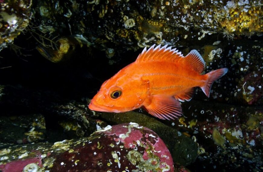 An orange fish swimming in a cave.