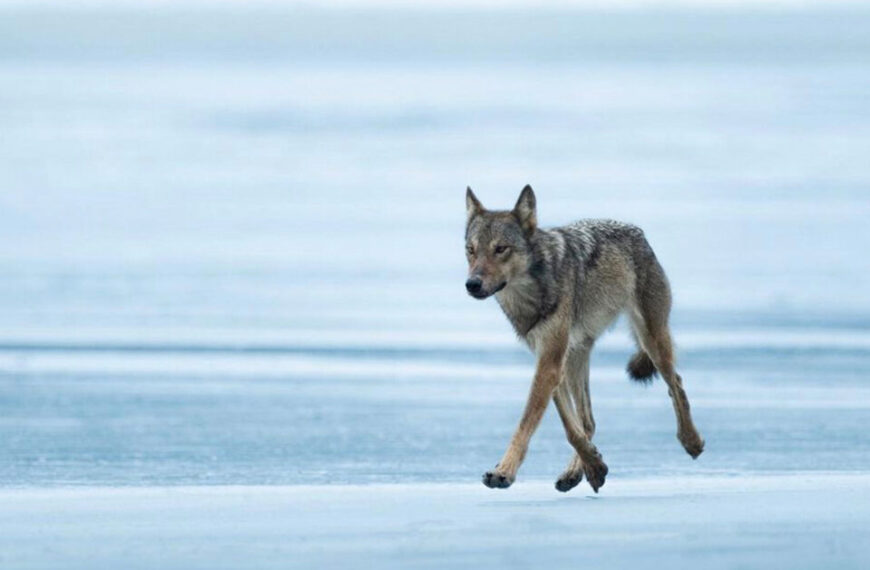 A lone wolf running across a frozen lake.