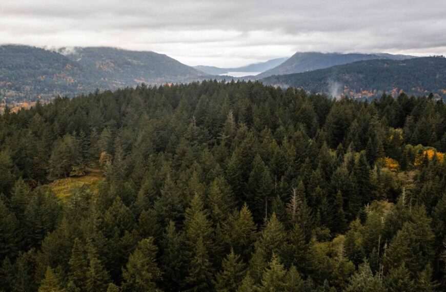 An aerial view of a forest and mountains.