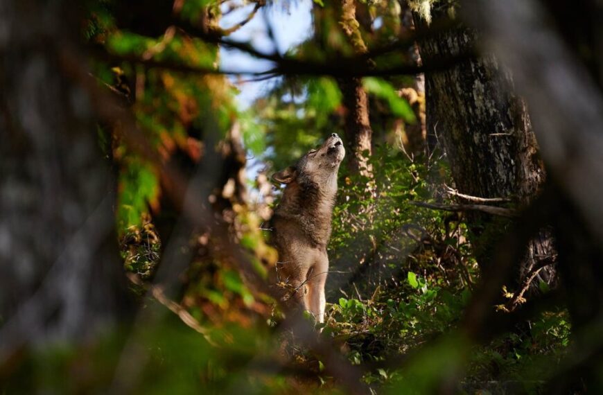 A wolf howling in the woods.