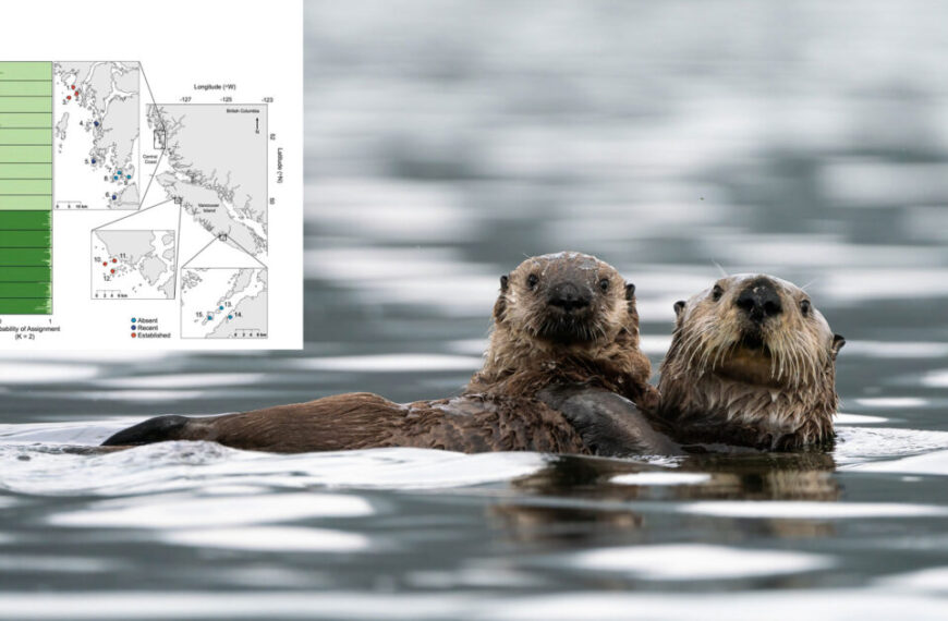 Two sea otters swimming in the water next to a map.