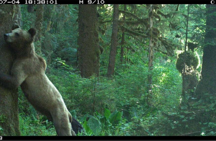 A bear is leaning against a tree.
