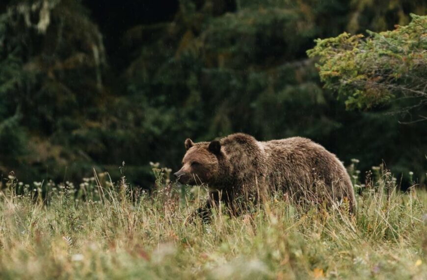 A grizzly bear and a cougar in a grassy field.