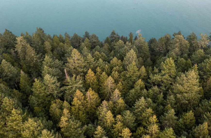 An aerial view of a forest near a body of water.