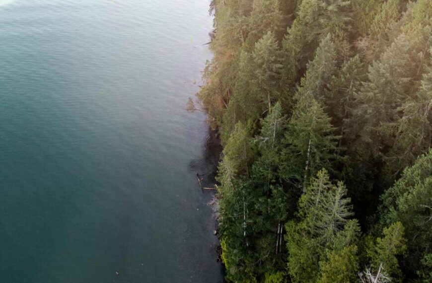 An aerial view of a forest near a body of water.