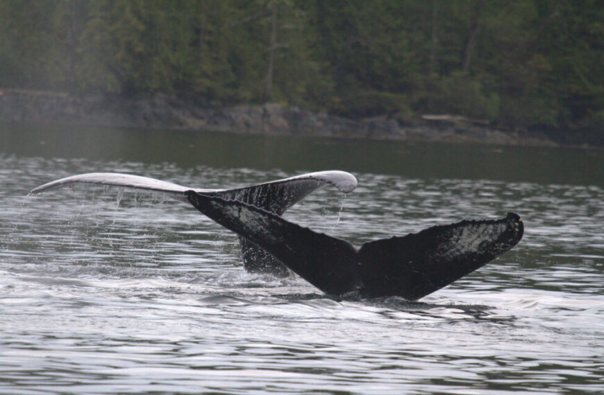 Two humpback whales in the water.