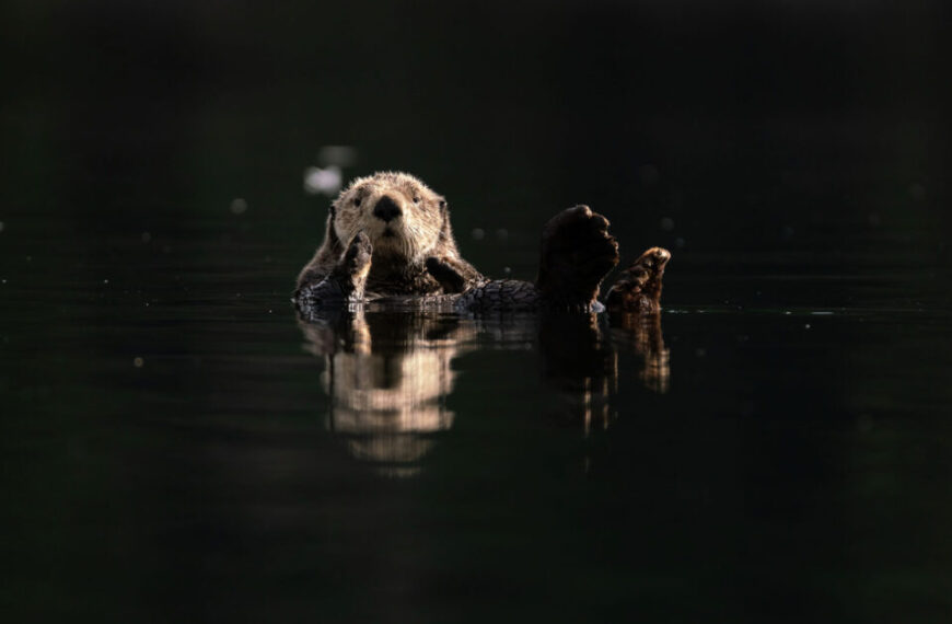 A sea otter is floating in the water.
