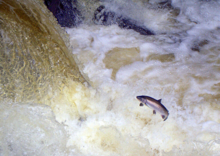 Positive Solutions to the Salmon Crisis