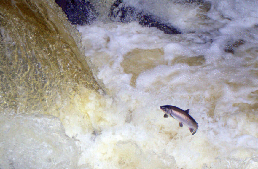 A fish jumping over a waterfall.
