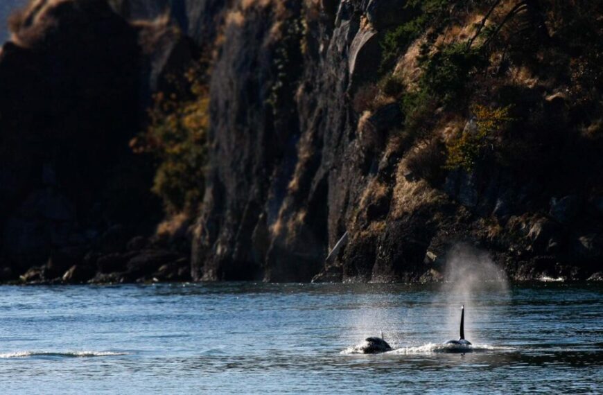 Two orca whales in the water near a cliff.
