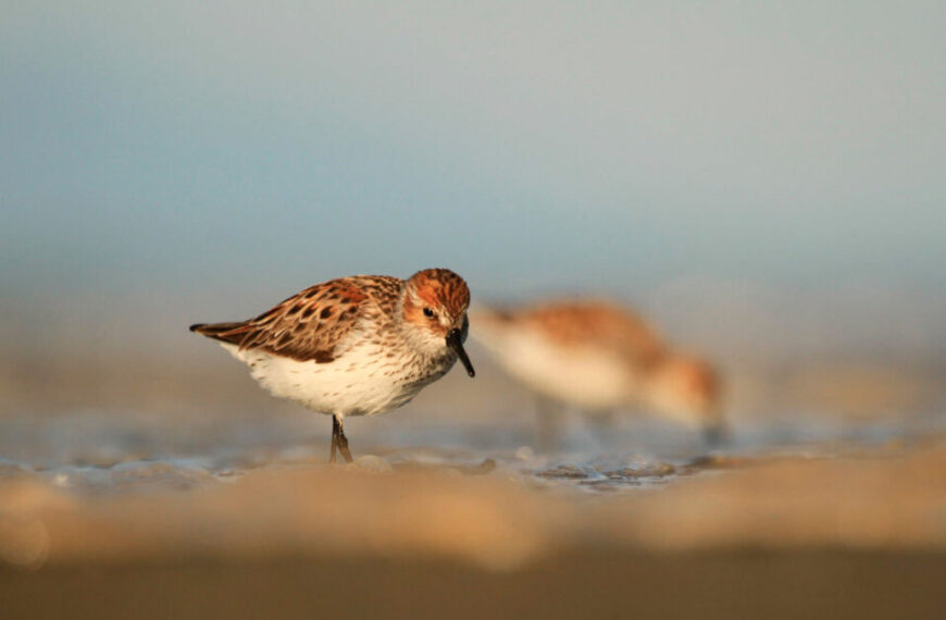 Two small birds standing on a sandy beach.
