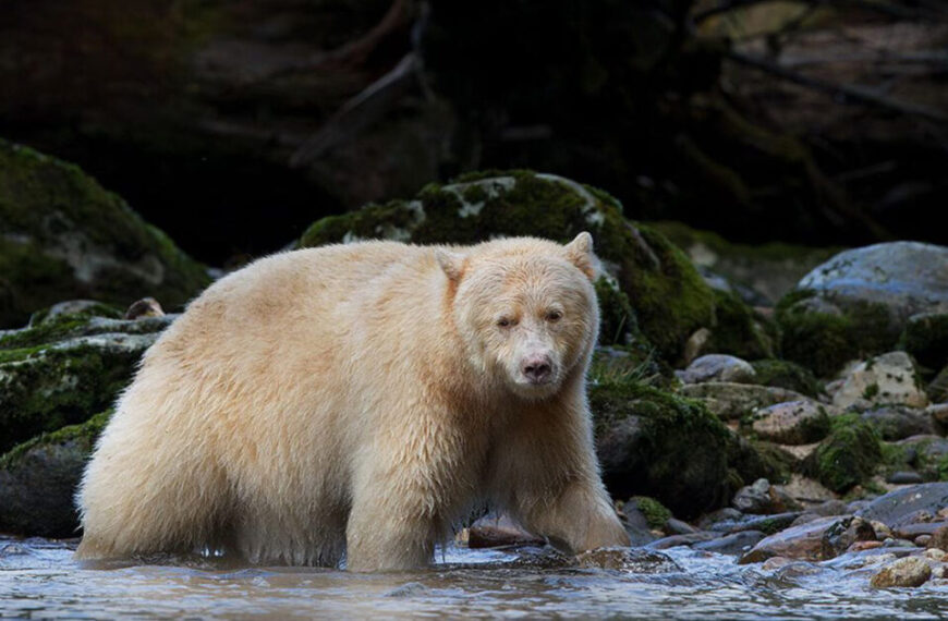 A white bear is walking through a river with rocks.