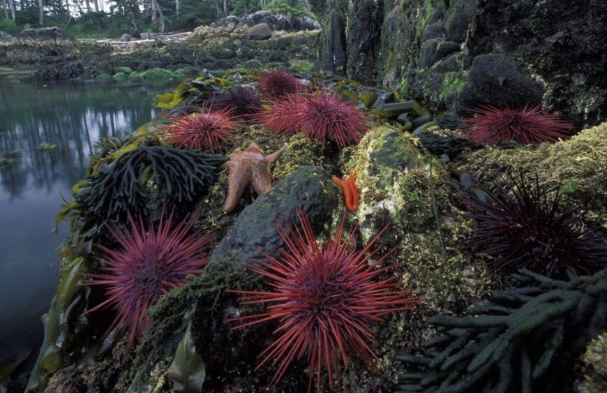 A group of sea urchins on a rock near a body of water.