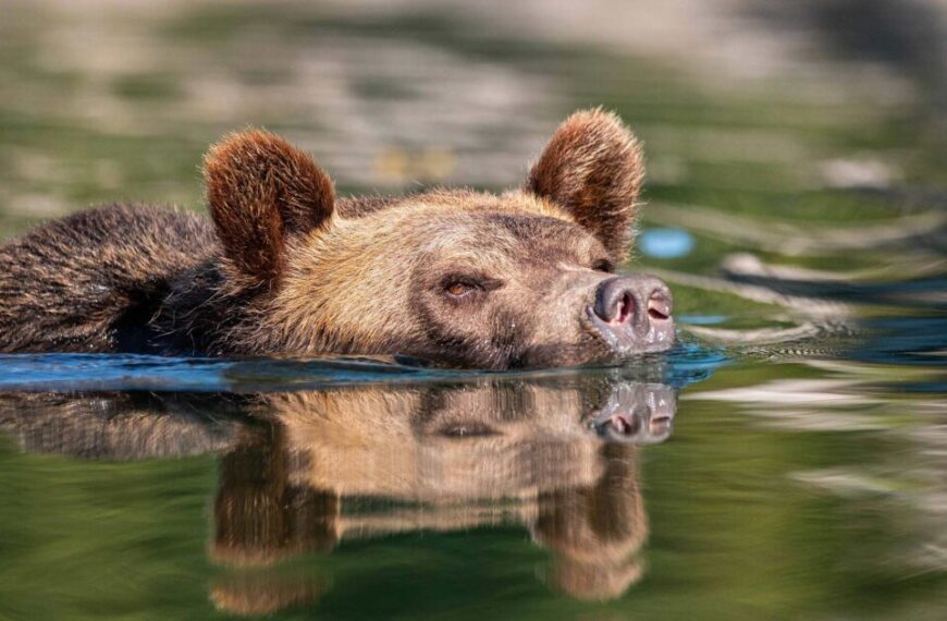 A brown bear swimming in the water.