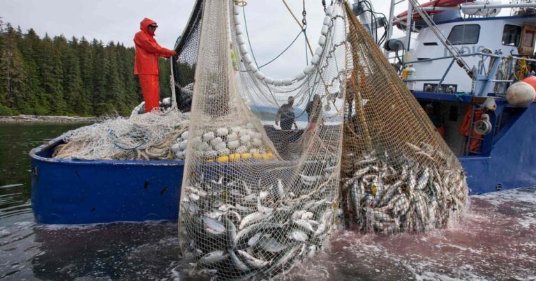 Alaskan fishing fleet catching huge proportion of B.C. salmon: New report