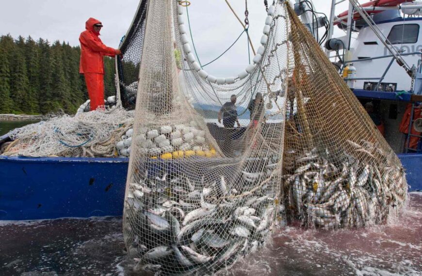 A fisherman unloads a net full of fish from a boat.