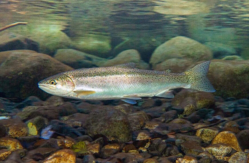 A rainbow trout swimming in a river with rocks.