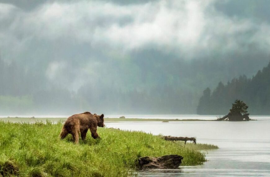A grizzly bear is walking near a body of water.
