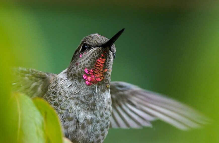 A hummingbird with a pink beak and green leaves.