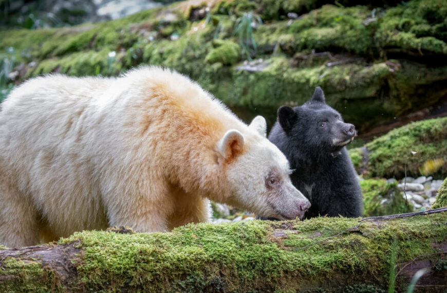 Two white bears standing next to each other in a mossy area.