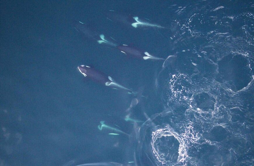 A group of orca whales swimming in the water.