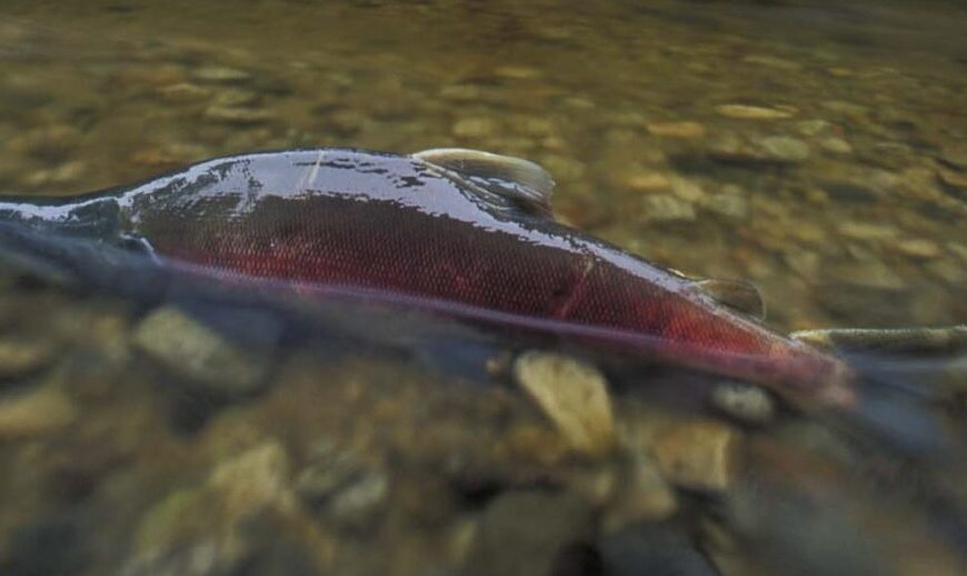 A salmon is laying in a river with rocks.